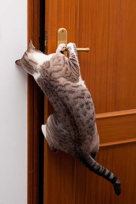 Cat and a Maze by Bobby Paolini - Realtor